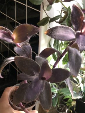 Tradescantia Pallida Purple Heart - rostlina .