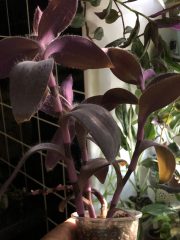 IMG_9708.jpeg