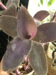 IMG_9705.jpeg