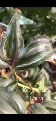 Tradescantia Flame Dance -  čerstvý řizek .