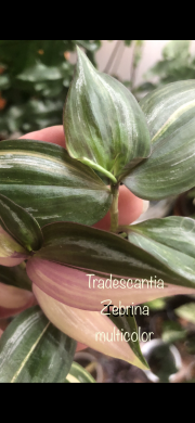 Tradescantia Multicolor -  čerstvý řizek .