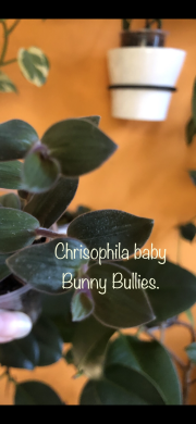 Tradescantia Bunny Bellies - čerstvý řizek .