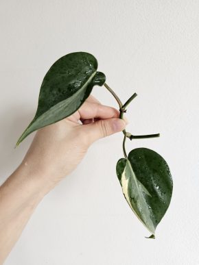 Philodendron Rio - řízek B