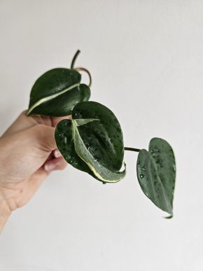Philodendron Rio - řízek C