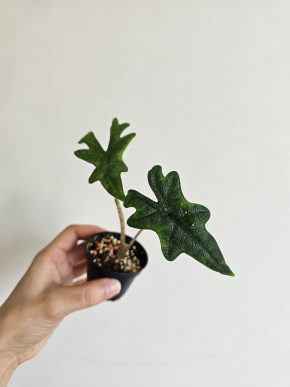 Alocasia Jacklyn