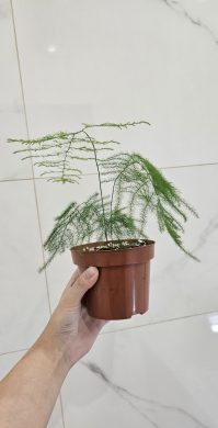 Asparagus Plumosus