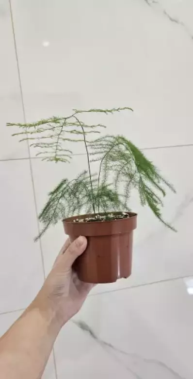 20250719_163140.webp