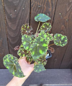 Begonia bowerae tiger 1