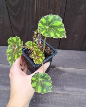 Begonia bowerae tiger (malá)