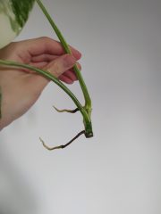 IMG_20250719_190859.jpg