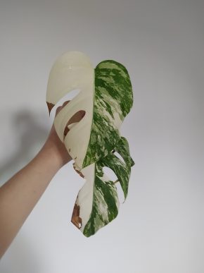 *VÝPRODEJ* Monstera Deliciosa Variegata řízek