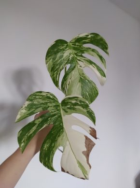 *VÝPRODEJ* Monstera Deliciosa Variegata řízek