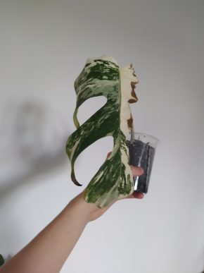 *VÝPRODEJ* Monstera Deliciosa Variegata řízek