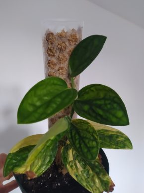 *VÝPRODEJ* Monstera Karstenianum Peru Variegata