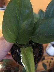 IMG_9756.jpeg