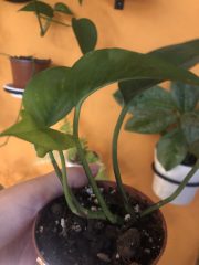 IMG_9755.jpeg