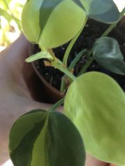 IMG_9772.jpeg