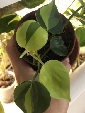 Philodendron Brasil - rostlina .
