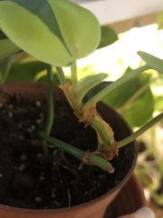 IMG_9771.jpeg