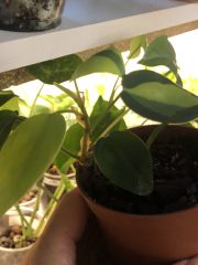 IMG_9770.jpeg