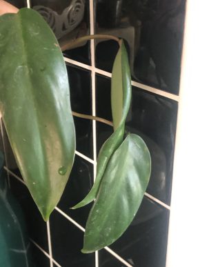 Philodendron Red Emerald - řizek .