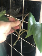 IMG_9767.jpeg