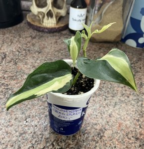Philodendron Creamsplash