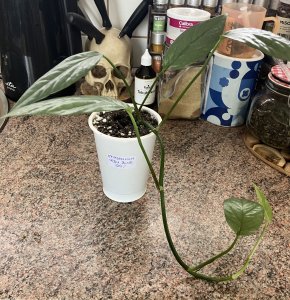 Epipremnum Cebu Blue