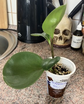 Peperomia