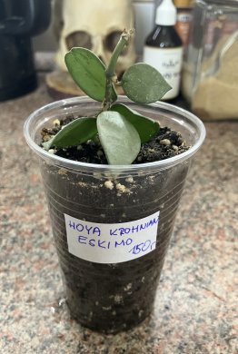 Hoya Krohniana Eskimo