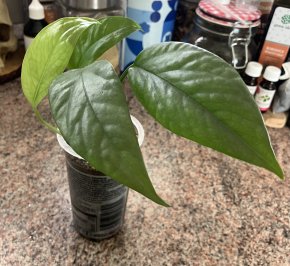 Epipremnum Cebu Blue