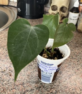 Anthurium Black Karma