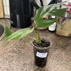 Monstera Minima