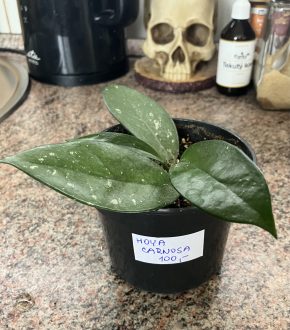 Hoya Carnosa