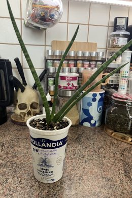Sanseviera Cylindrica