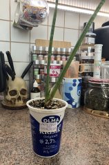 IMG_3396.jpeg