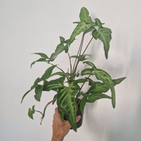 Syngonium angustatum