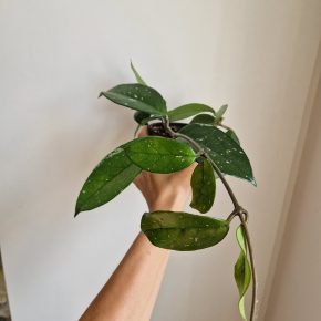 Hoya carnosa