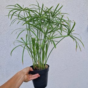 Šáchor - papyrus