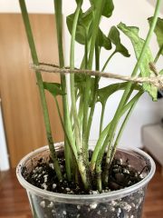 IMG_8956.jpeg