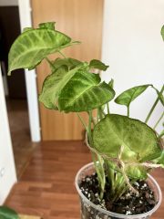 IMG_8958.jpeg