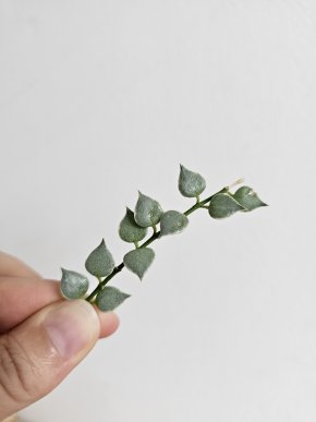 Dischidia ruscifolia variegata - čerstvý řízek