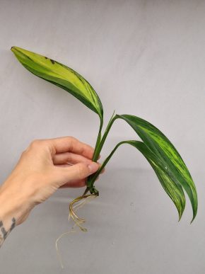 Epipremnum Amplisium Aurea