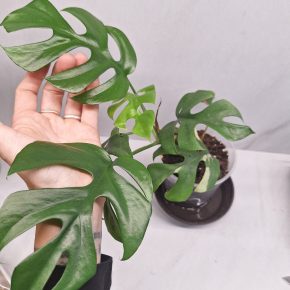Rhaphidophora Tetrasperma variegata