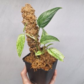 Epipremnum Pinnatum Mint