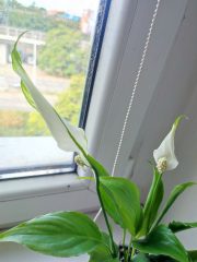 IMG_20250723_103447.jpg