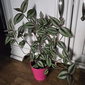 Tradescantia Zebrina Bosse