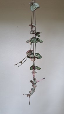 Svícník variegata+klasický