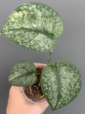 Scindapsus Silver Splash variegatus