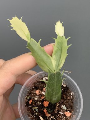 Schlumbergera truncata variegata